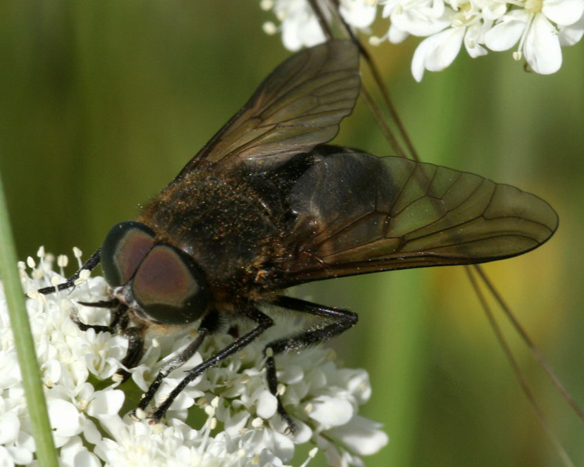 Dasyrhamphis anthracinus M e F (Tabanidae)